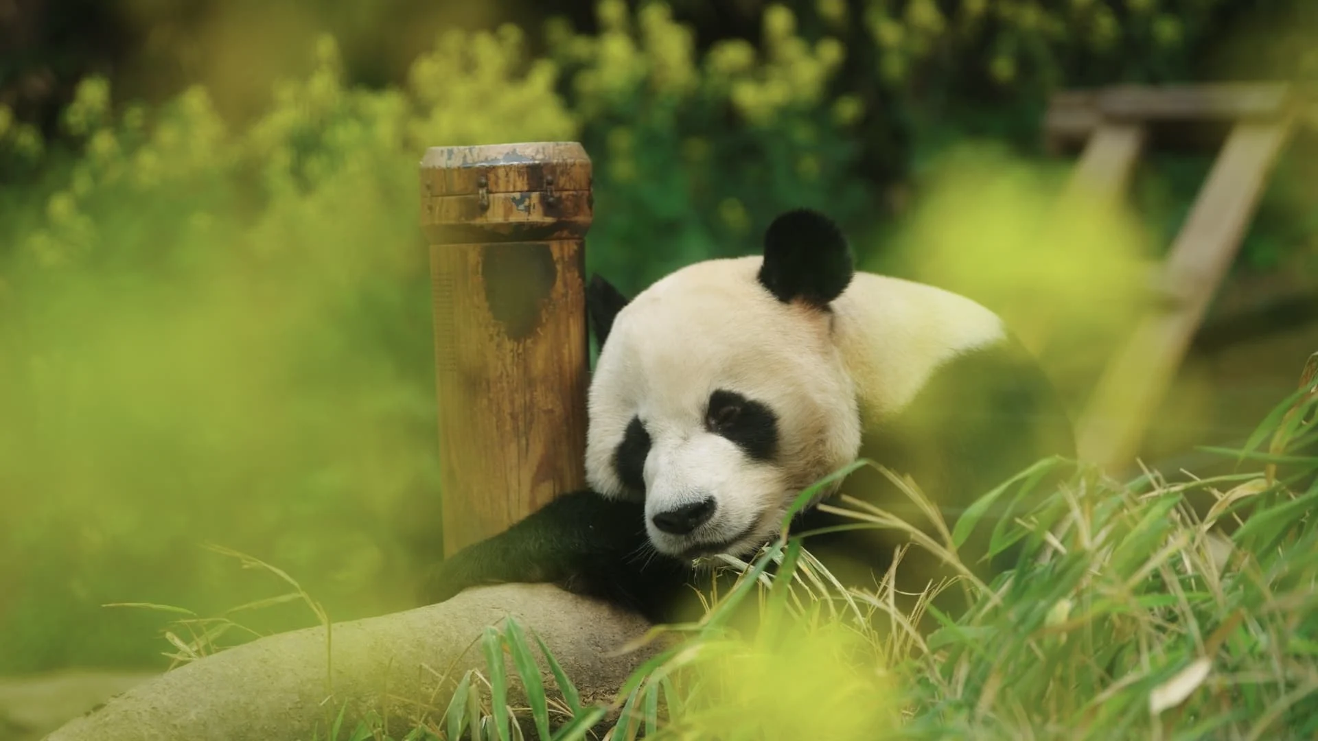 Bảo Bối Của Ông Full